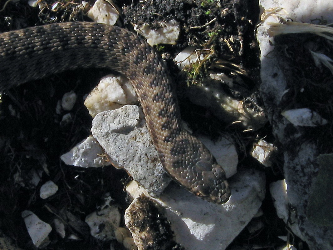 Marasso o altro ? Marasso (Vipera berus)